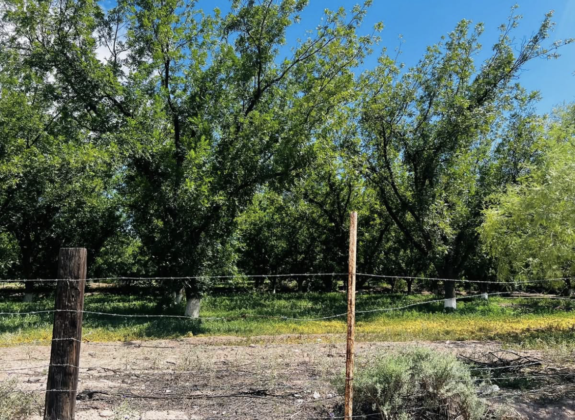 República. El gusano barrenador de nogal avanza rápida y silenciosamente en Coahuila, productores de la región Laguna y el municipio de Parras de la Fuente ya resienten las afectaciones atribuidas a la crisis hídrica y el abandono a las nogaleras.