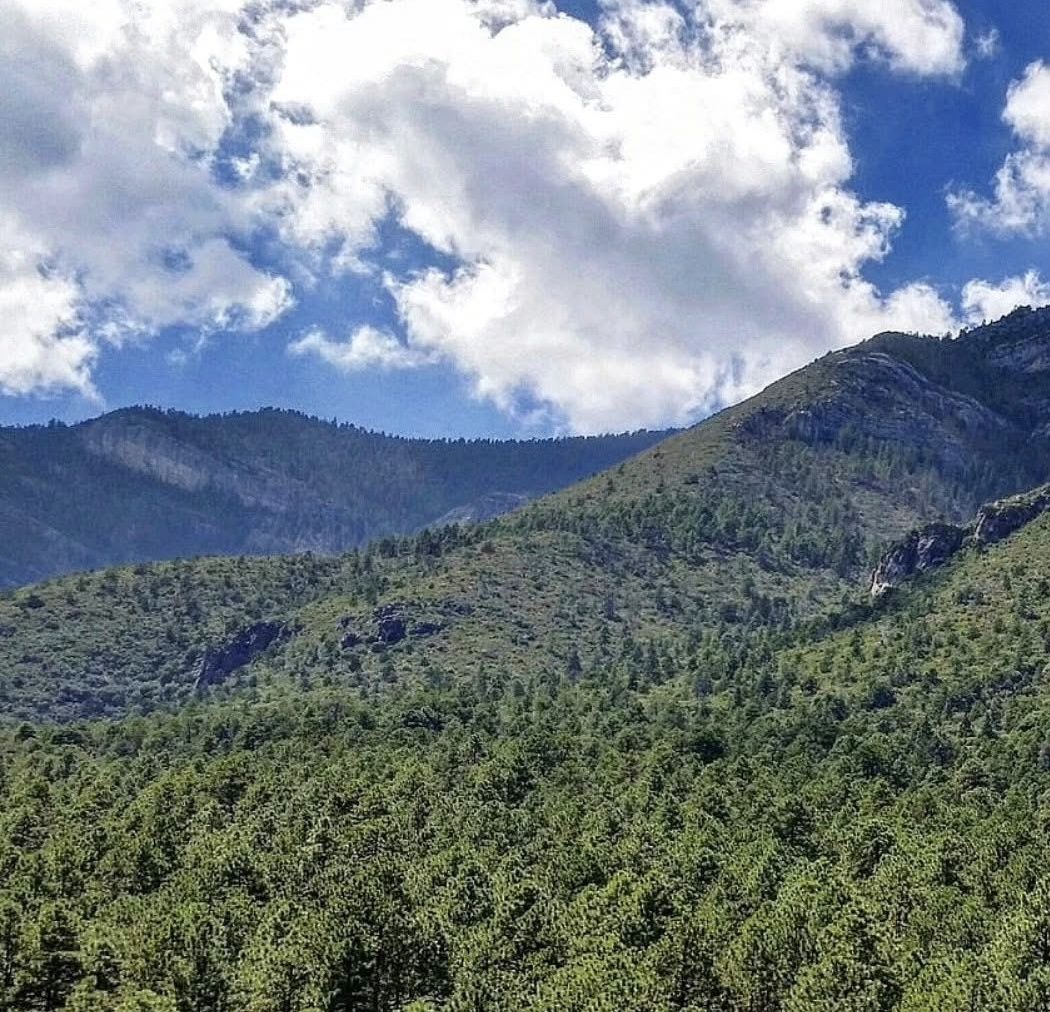 Cortesía/ Apoya tu bosque local. En la última década la capital coahuilense ha perdido su barrera natural, consecuencia de incendios forestales y la débil reforestación gubernamental.
