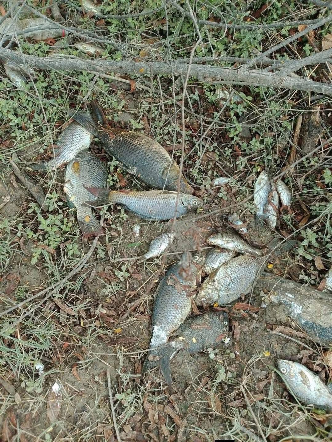 Magdalena Guardiola/República. Metales pesados causan emergencia ecologica en el Río Sabinas.